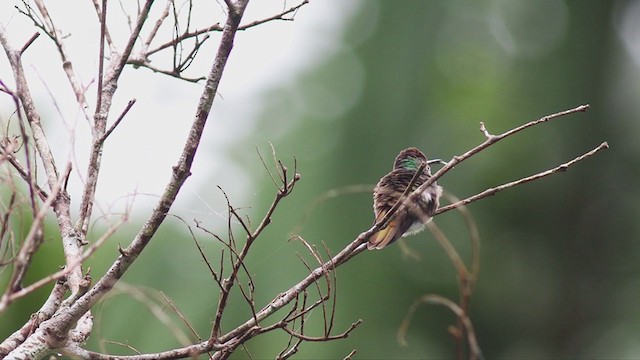 kolibřík zlatochvostý - ML332497611