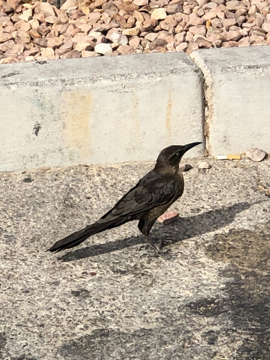 Great-tailed Grackle - ML332499891