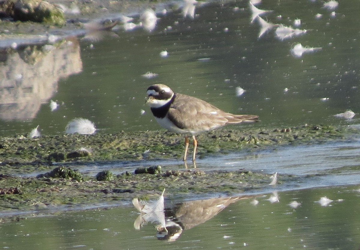 Common Ringed Plover - Bob Curry