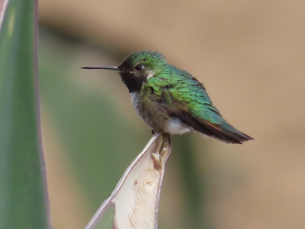 Broad-tailed Hummingbird - ML332503181