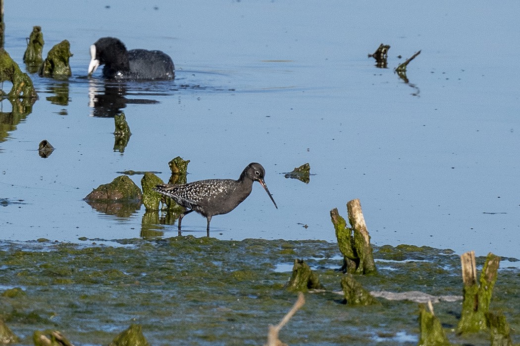 Spotted Redshank - ML332511811