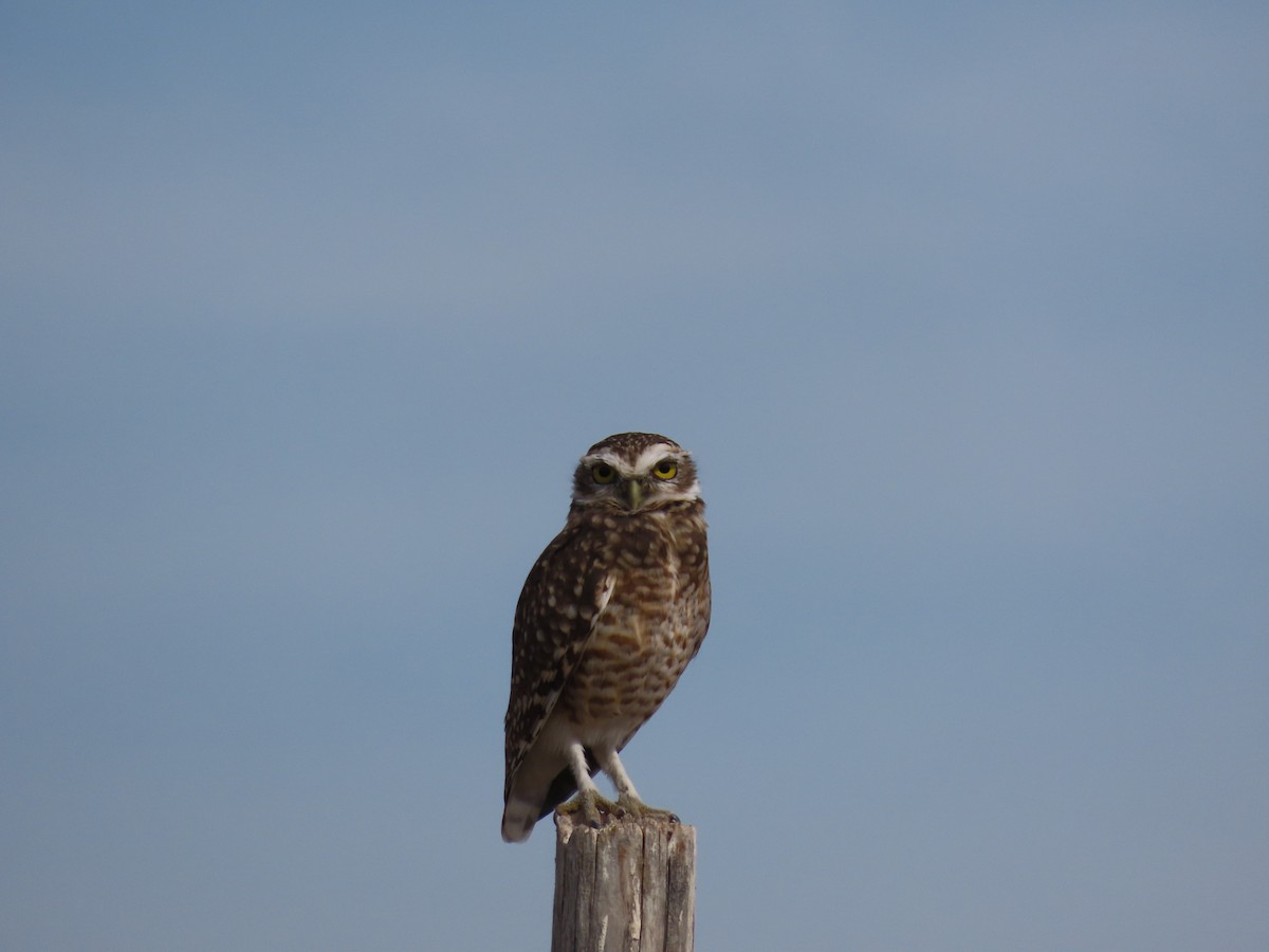 Burrowing Owl - Pierre Pitte