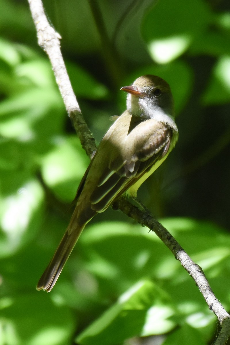 Great Crested Flycatcher - ML332513801