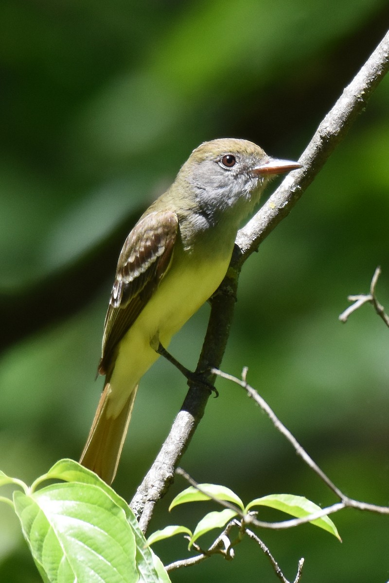 Great Crested Flycatcher - ML332513811