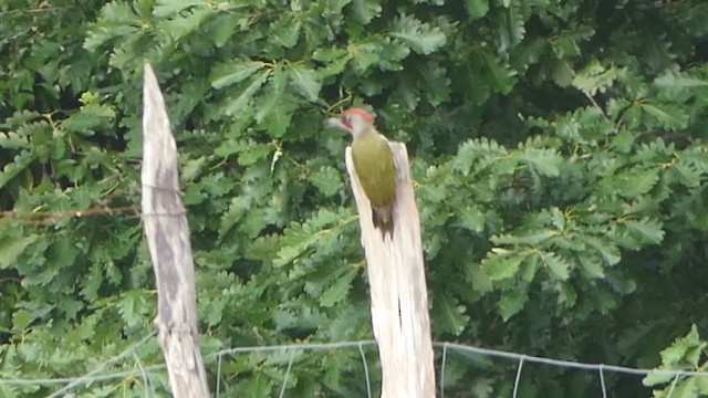 Iberian Green Woodpecker - ML332524871