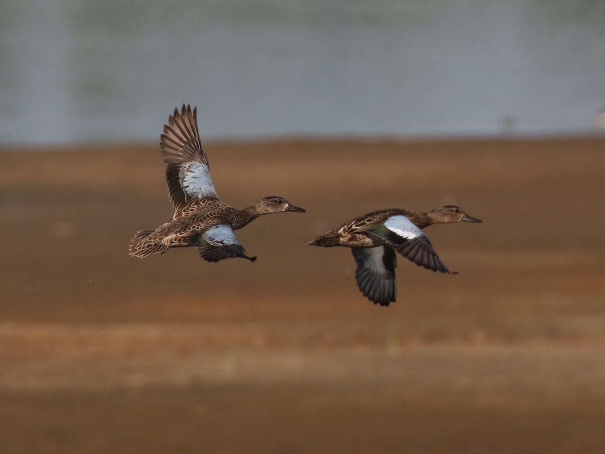 Blue-winged Teal - ML33253591