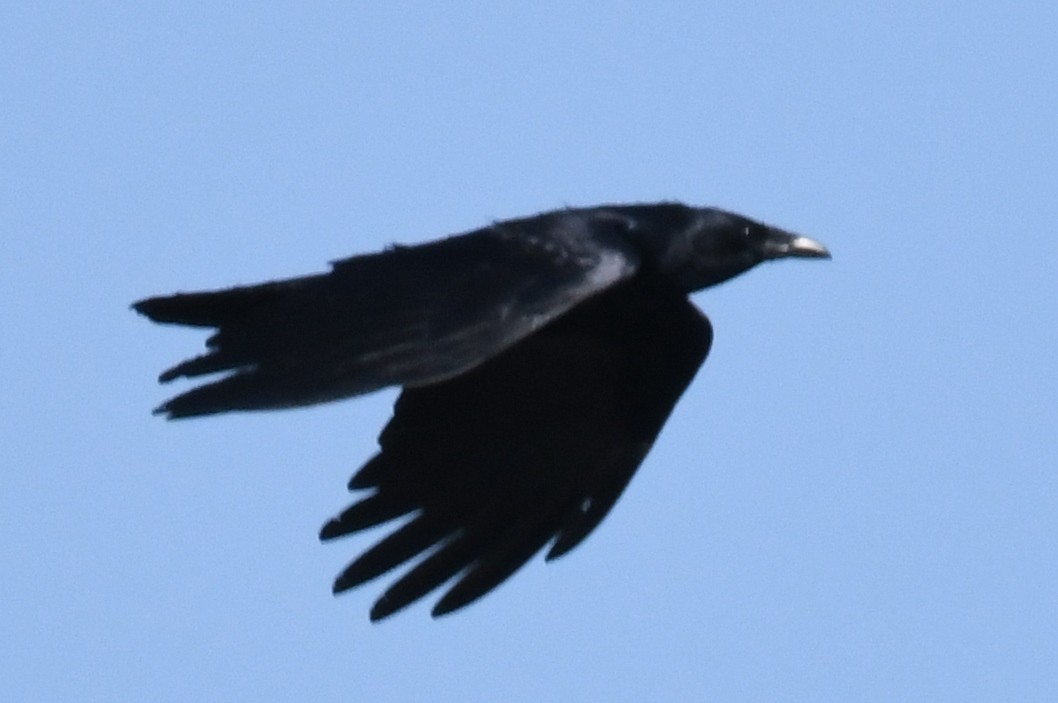 American Crow - Cathryn Dippo
