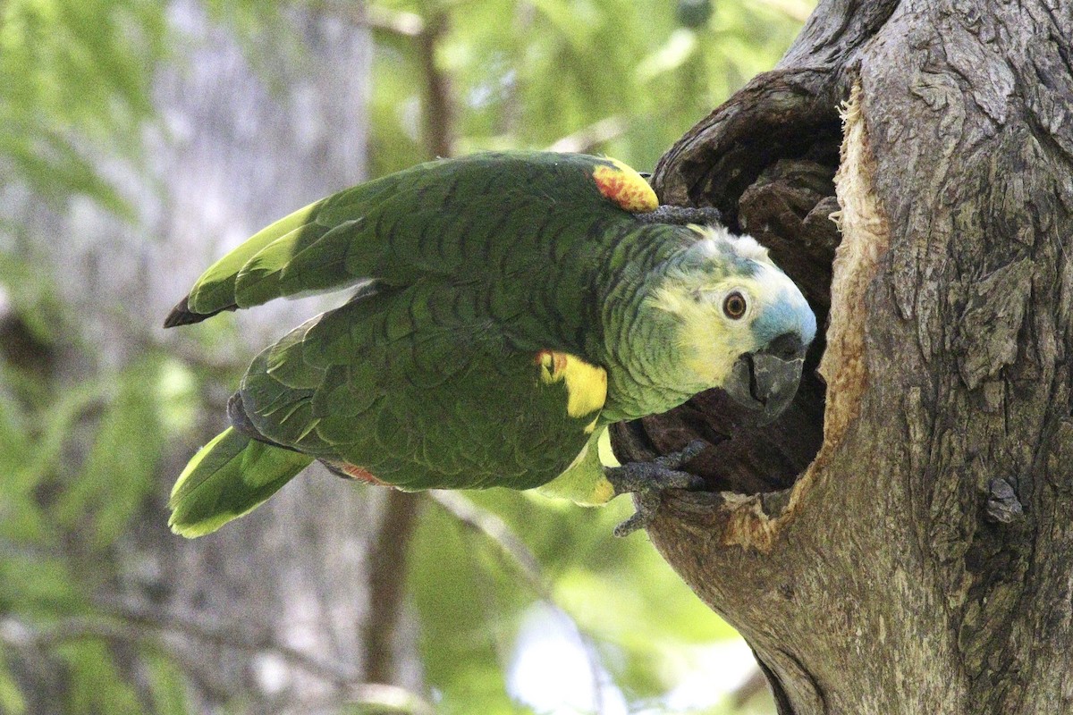 Turquoise-fronted Parrot - ML332550261