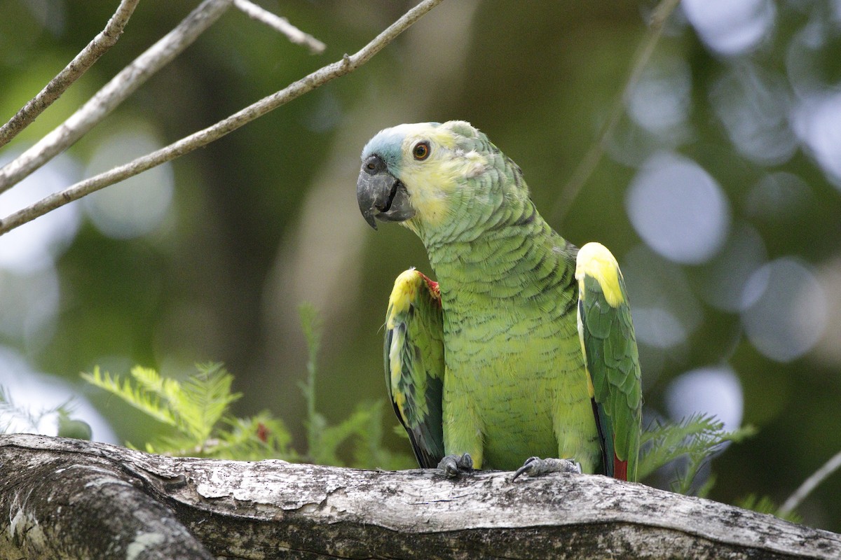 Turquoise-fronted Parrot - ML332550441