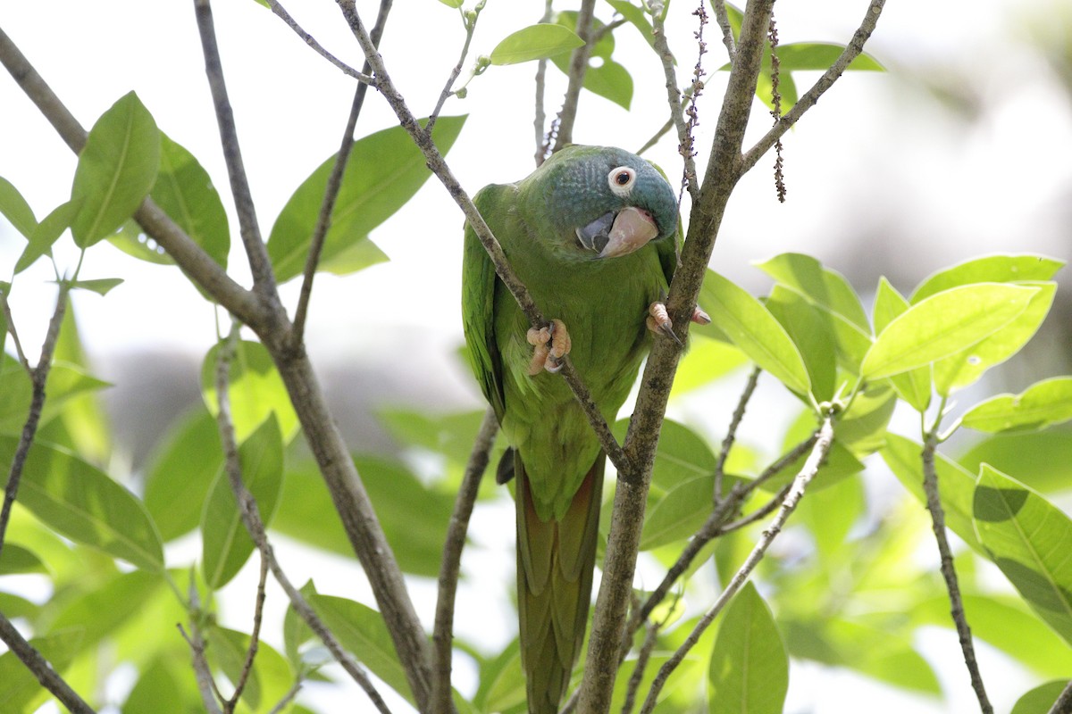Blue-crowned Parakeet - ML332550501