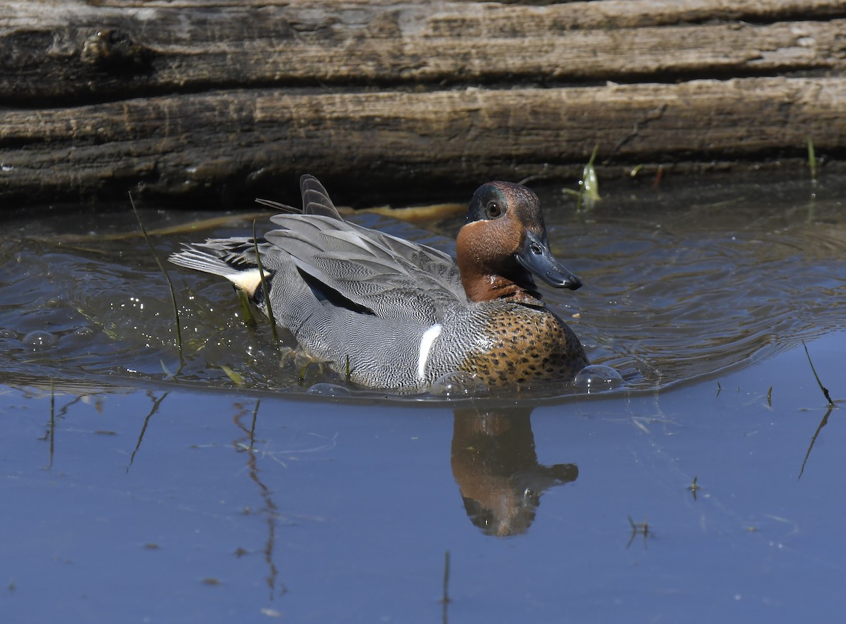 Green-winged Teal - ML332554971