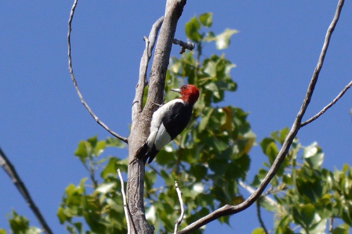 Red-headed Woodpecker - Dave Klema