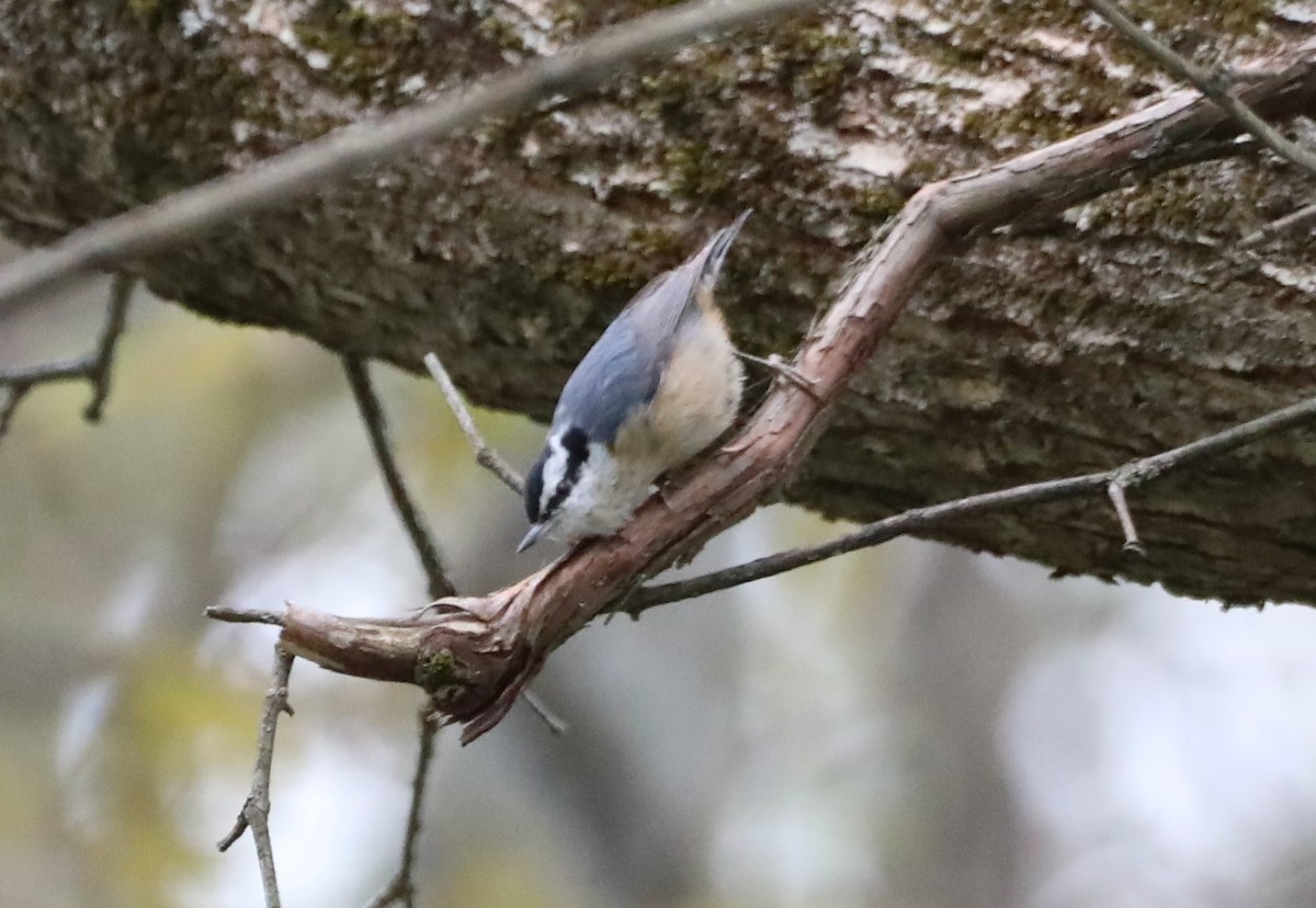 Red-breasted Nuthatch - David Nicosia