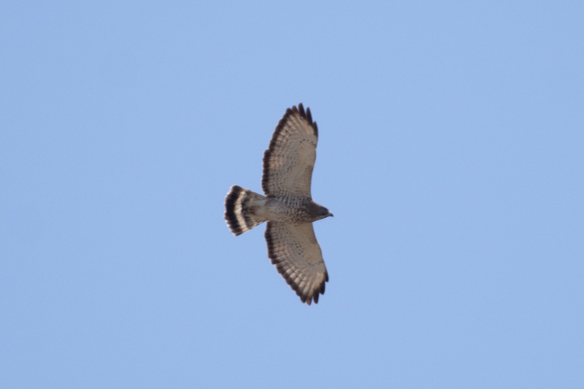 Broad-winged Hawk - Andrew Standfield
