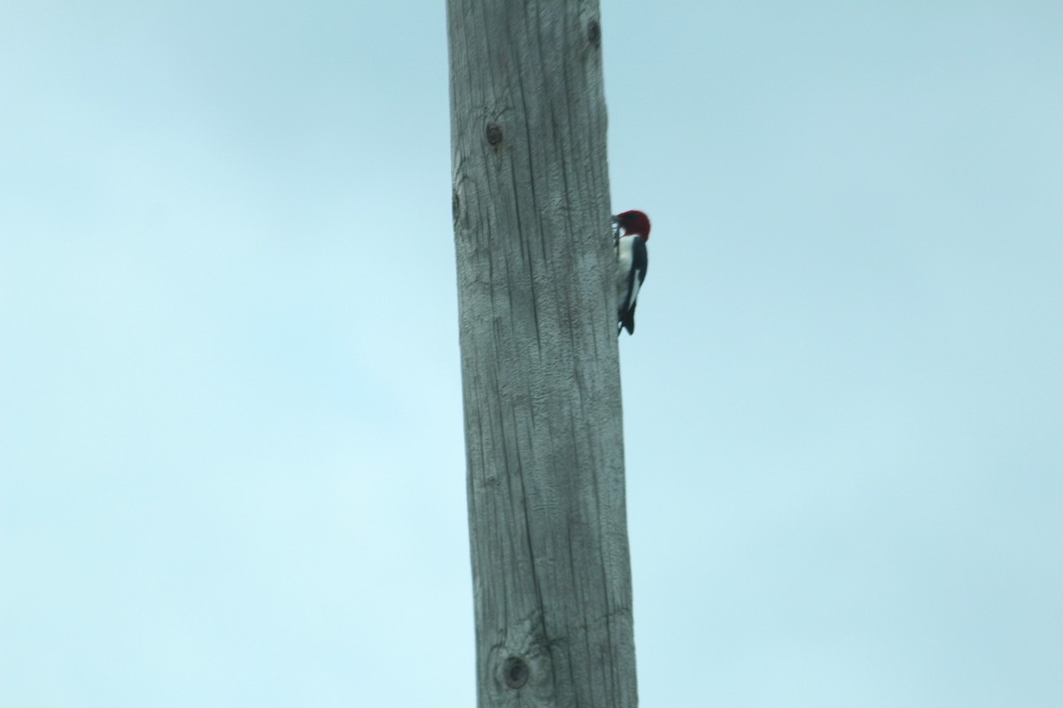 Red-headed Woodpecker - Charlotte Croshaw
