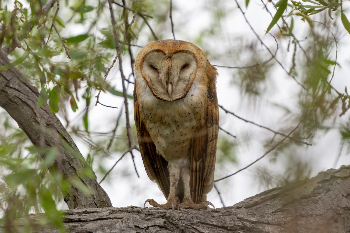 Barn Owl (American) - Andrew Newmark