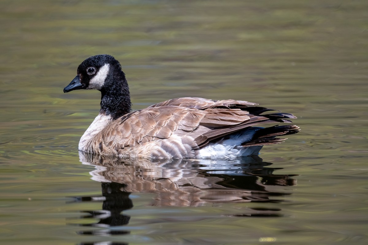 Cackling Goose (Richardson's) - ML332563001