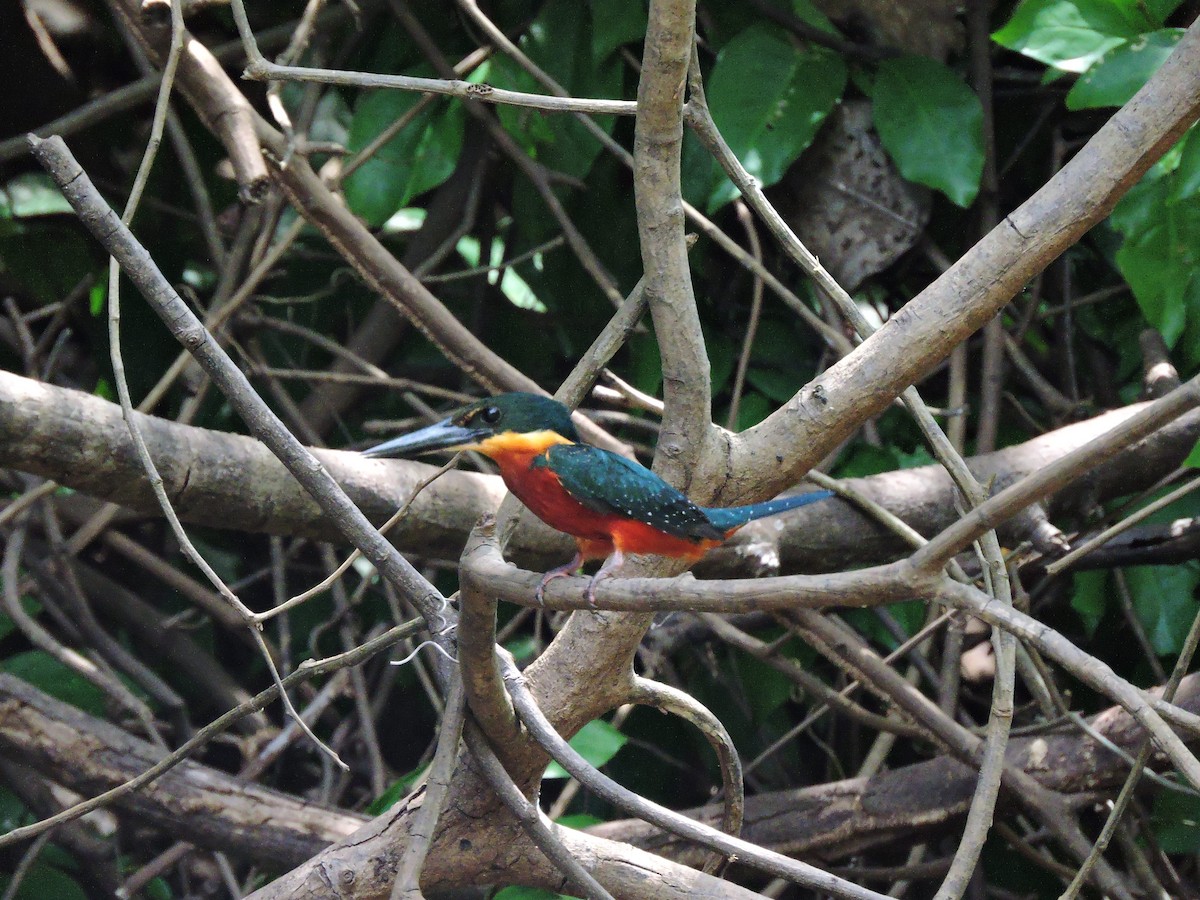 Green-and-rufous Kingfisher - ML332563391