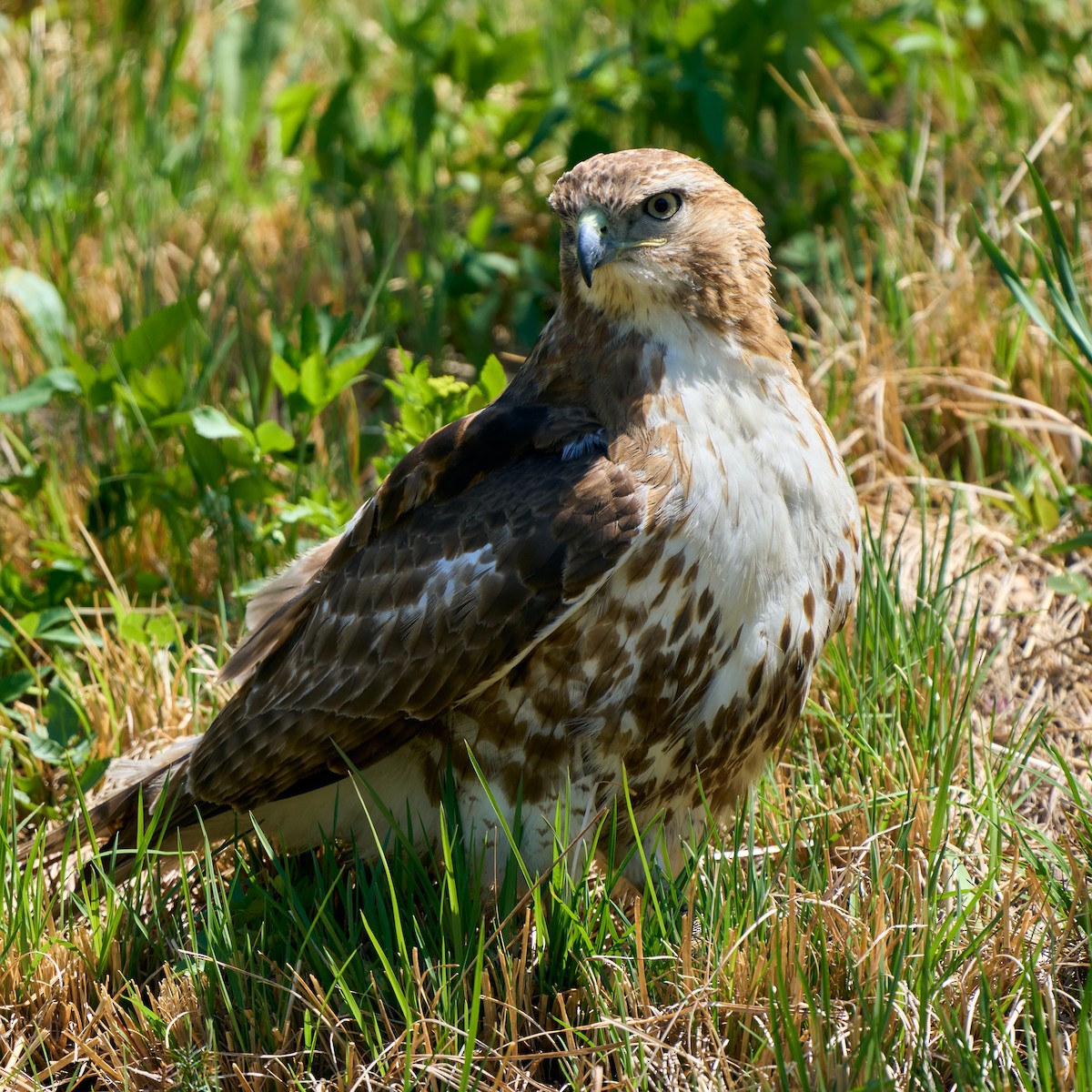 Red-tailed Hawk - Brennan Moore