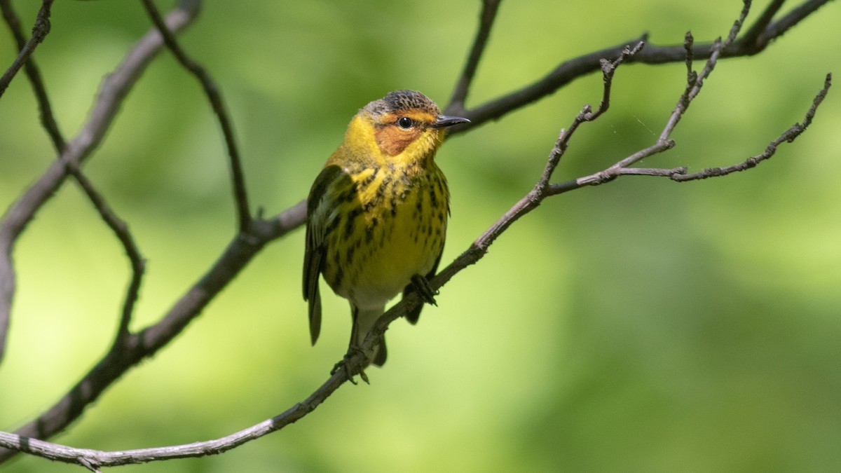 Cape May Warbler - ML332576921