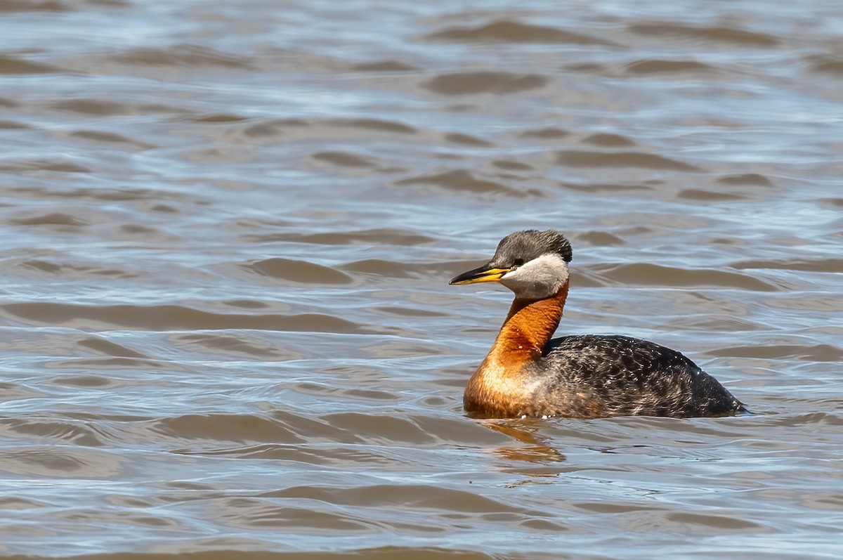 Red-necked Grebe - Anne-Marie Dufour