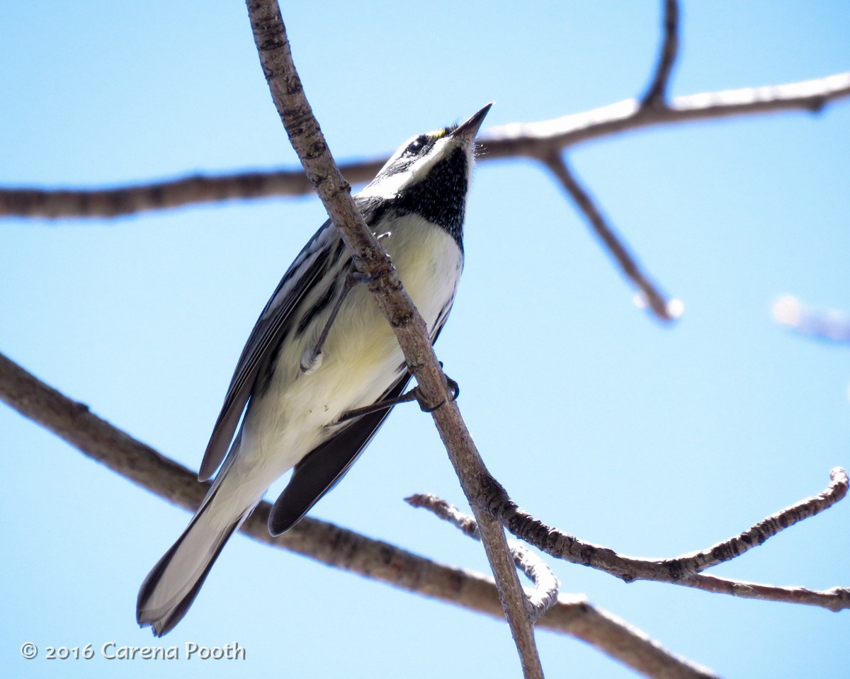 Black-throated Gray Warbler - Carena Pooth
