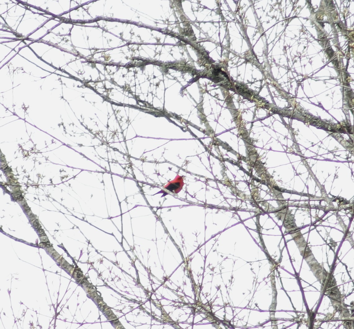Scarlet Tanager - ML332587131