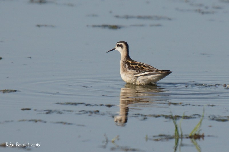 Red-necked Phalarope - Réal Boulet 🦆
