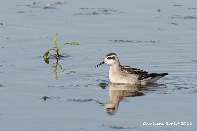 Red-necked Phalarope - Réal Boulet 🦆