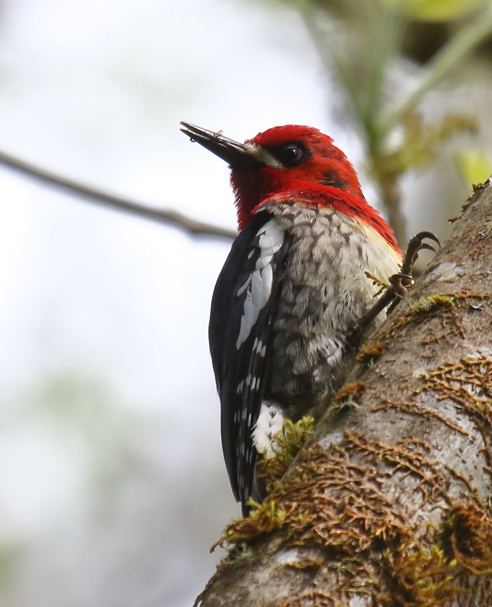 Red-breasted Sapsucker - ML332595191
