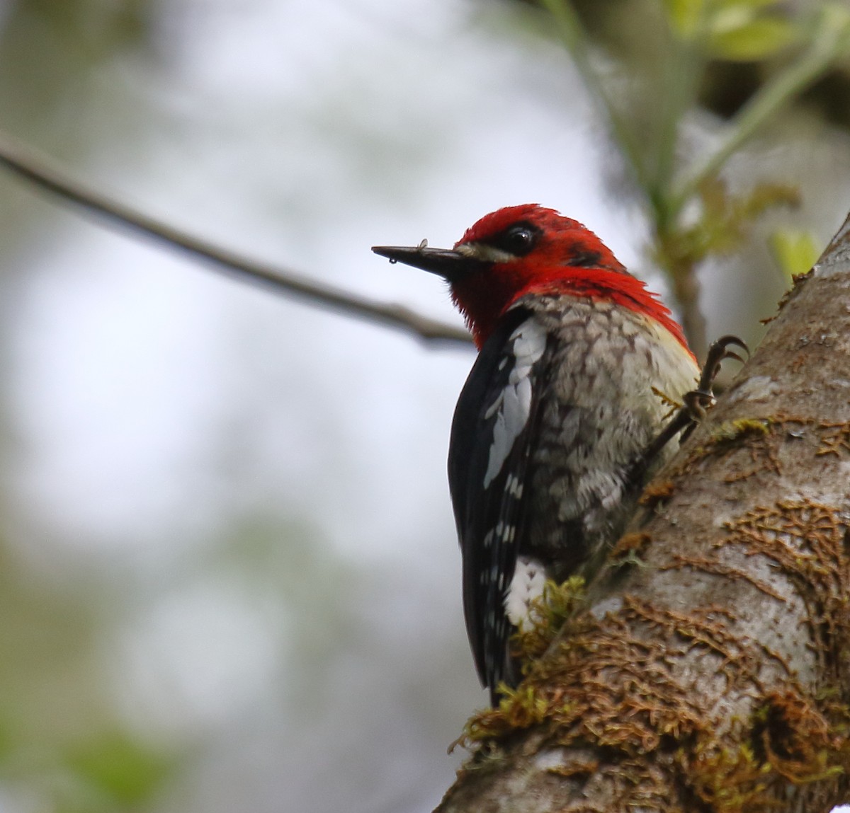 Red-breasted Sapsucker - ML332595201