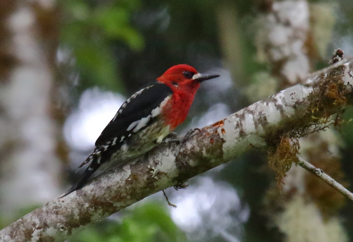 Red-breasted Sapsucker - ML332595211