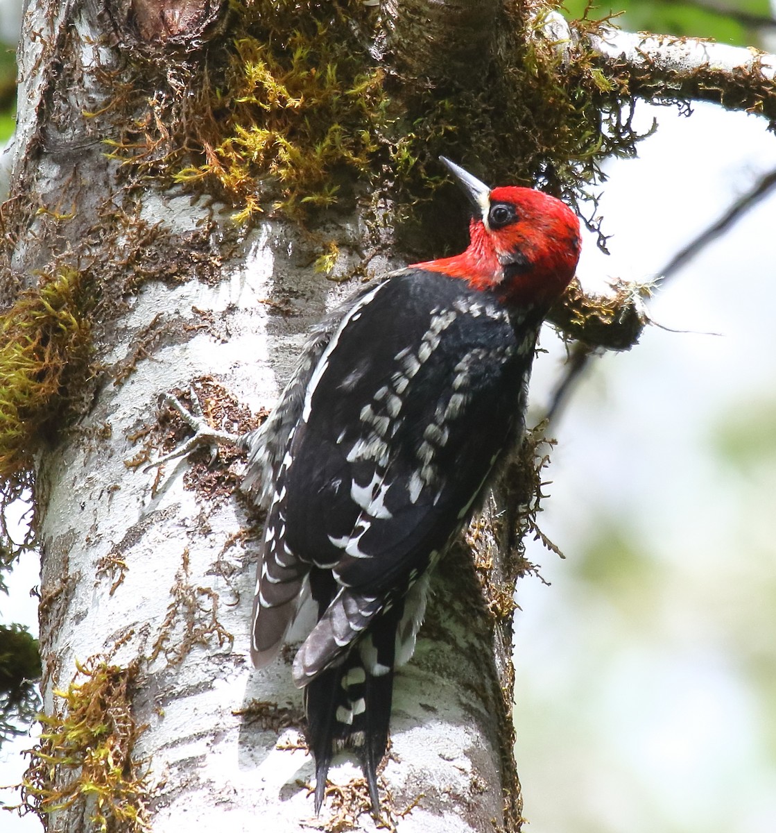 Red-breasted Sapsucker - ML332595241