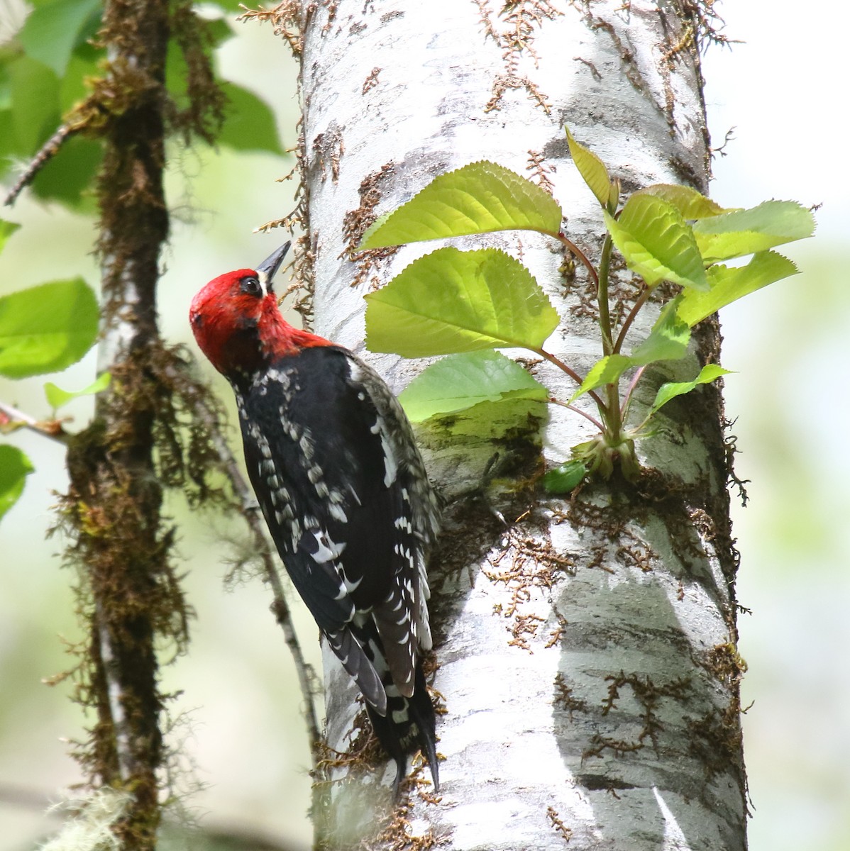 Red-breasted Sapsucker - ML332595261