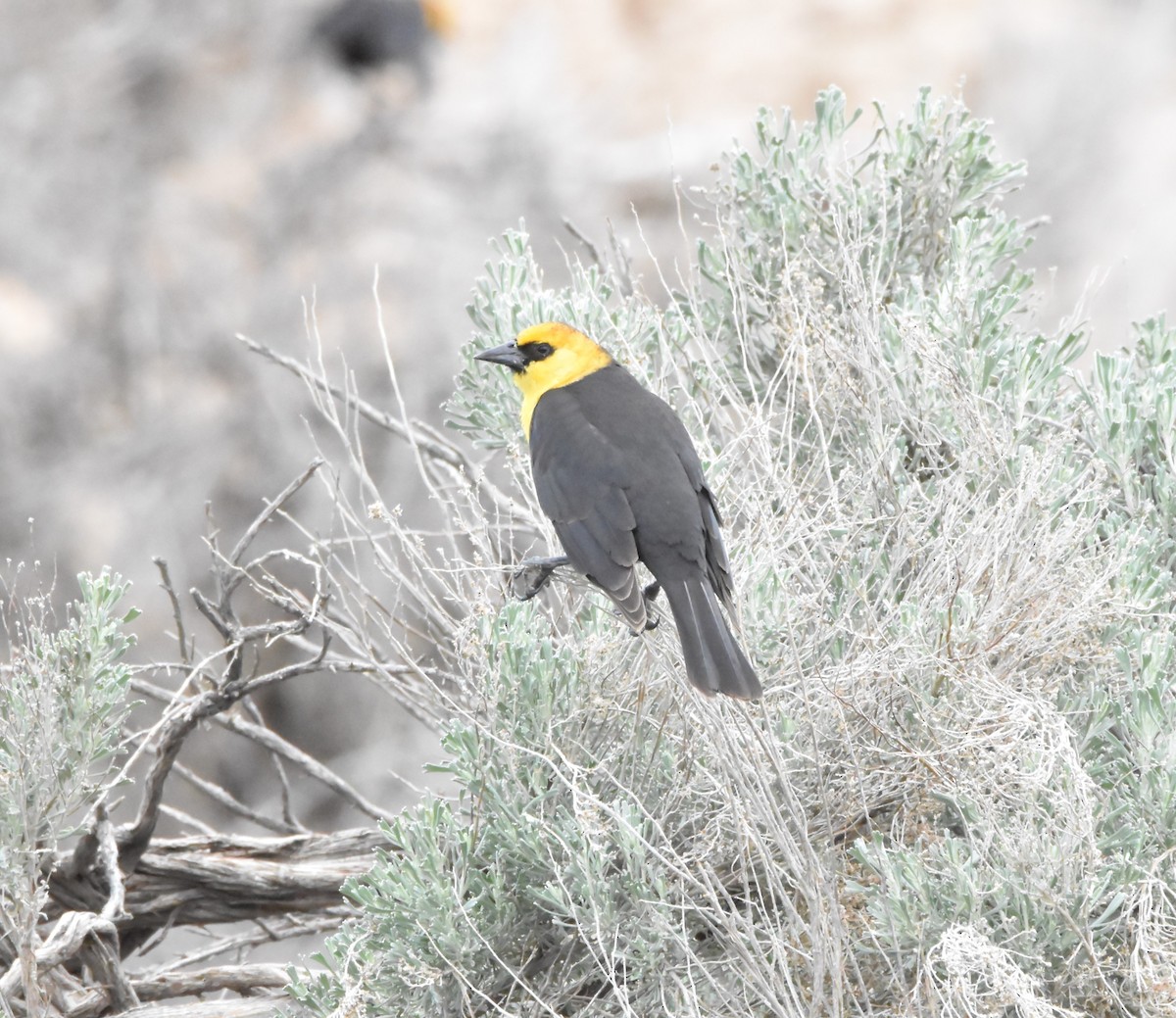 Yellow-headed Blackbird - Peter Olsoy