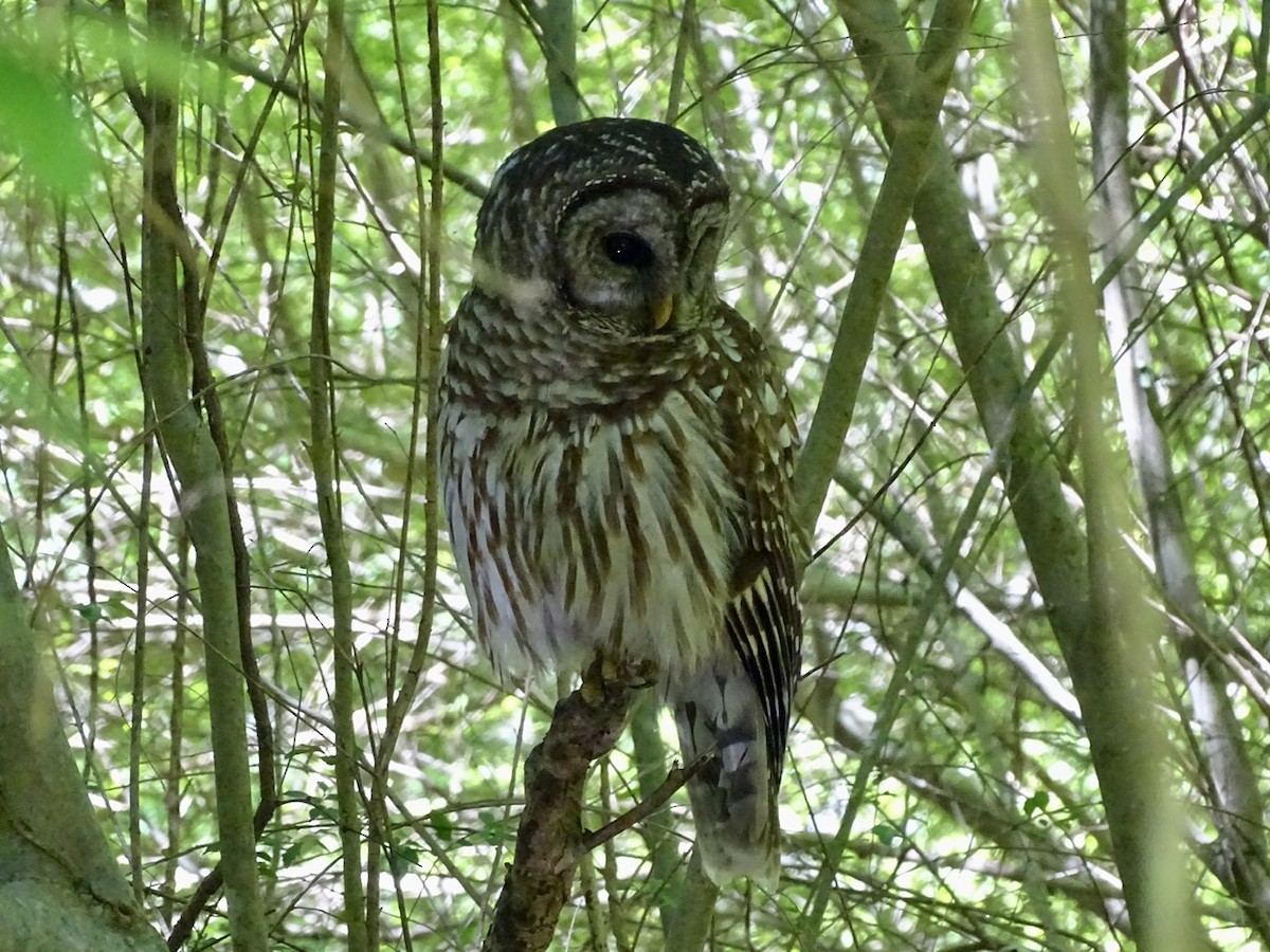 Barred Owl - ML332598781