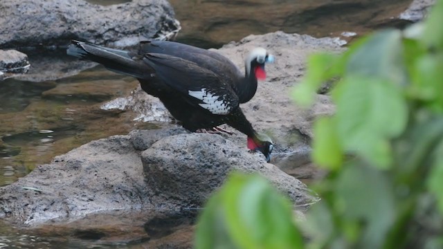 Black-fronted Piping-Guan - ML332598801