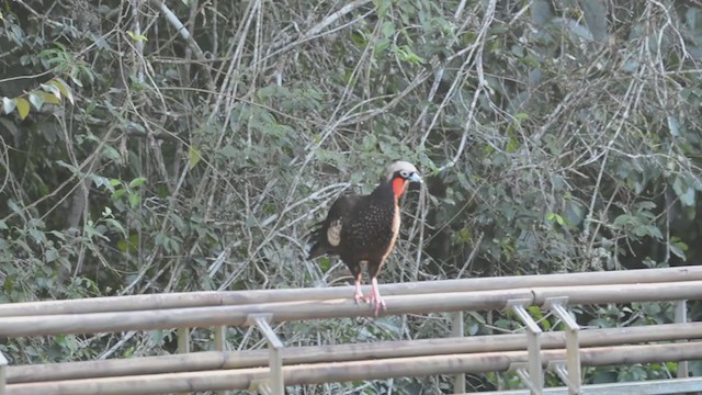 Black-fronted Piping-Guan - ML332599491