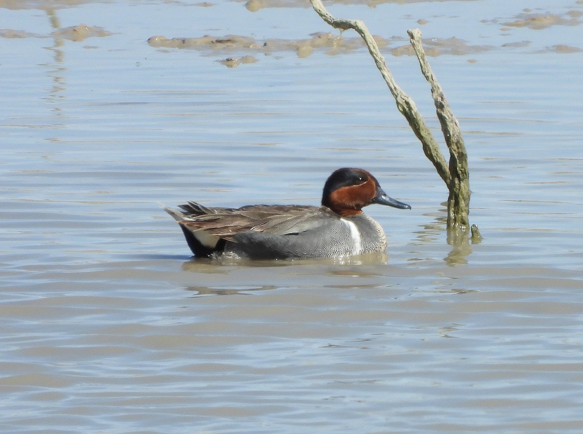Green-winged Teal - ML332609361
