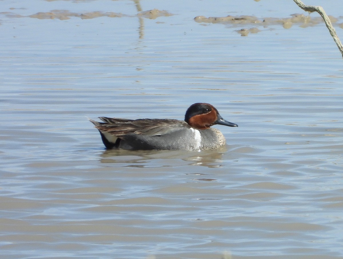 Green-winged Teal - ML332609471