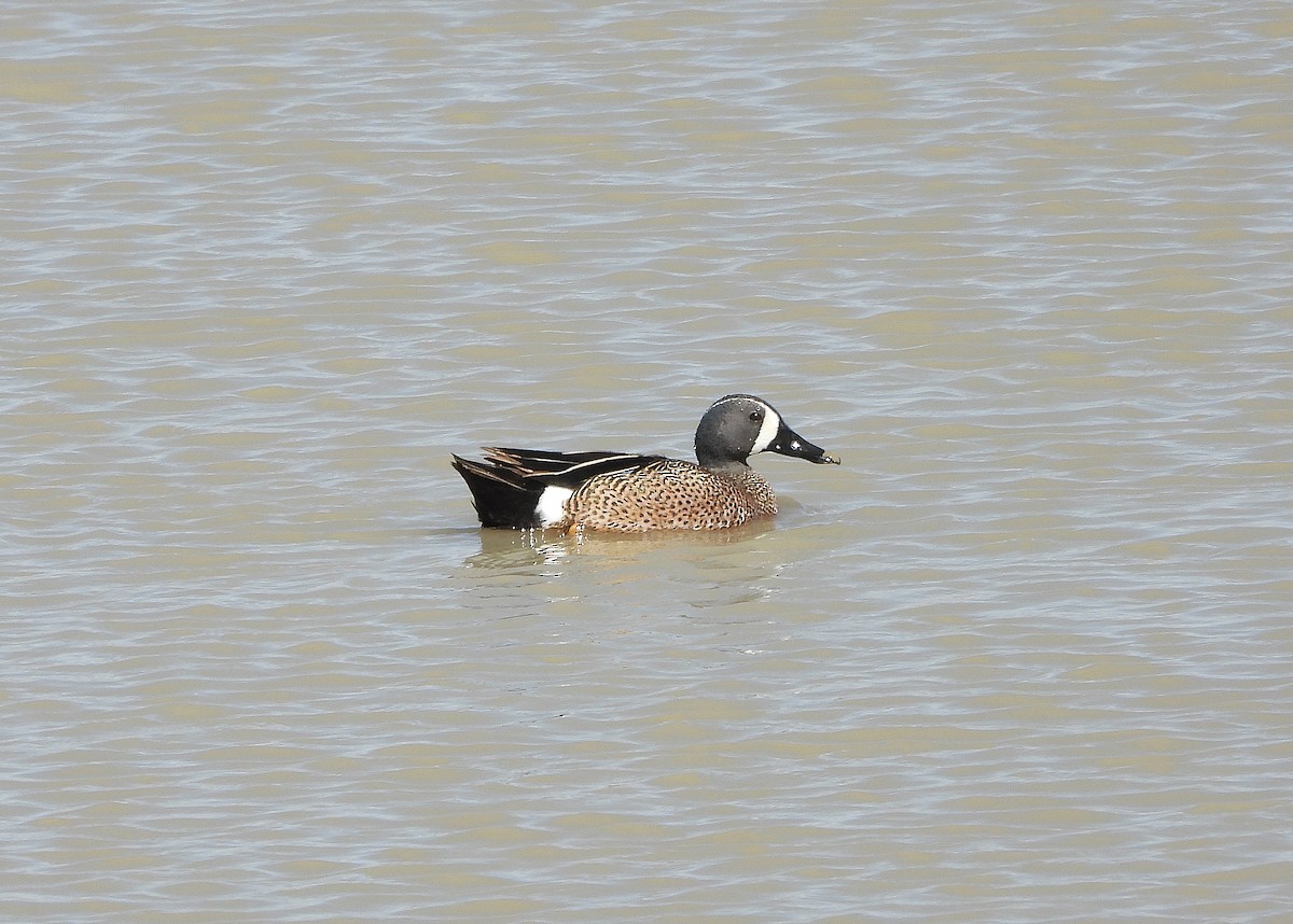 Blue-winged Teal - ML332609621