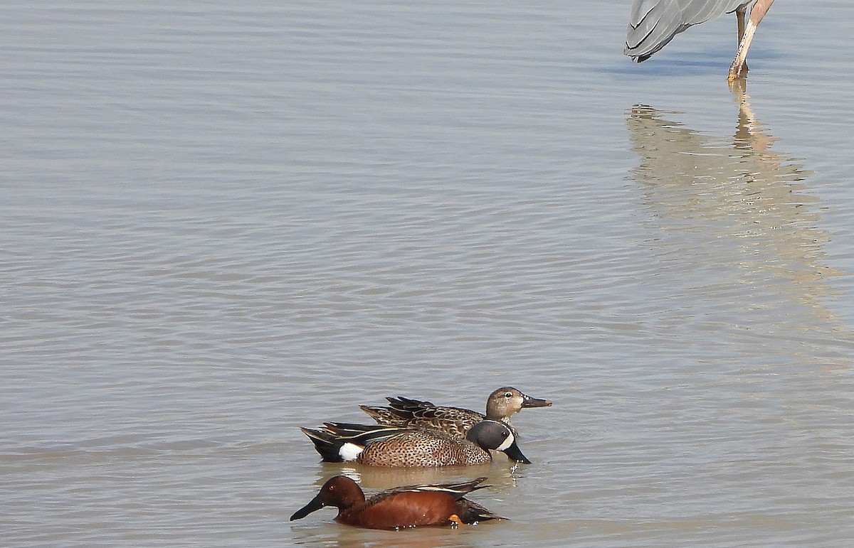 Blue-winged Teal - ML332609641