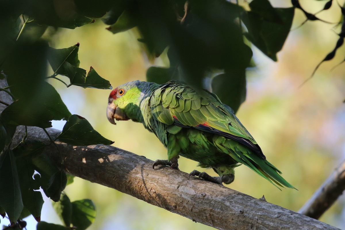 Lilac-crowned Parrot - ML33260991