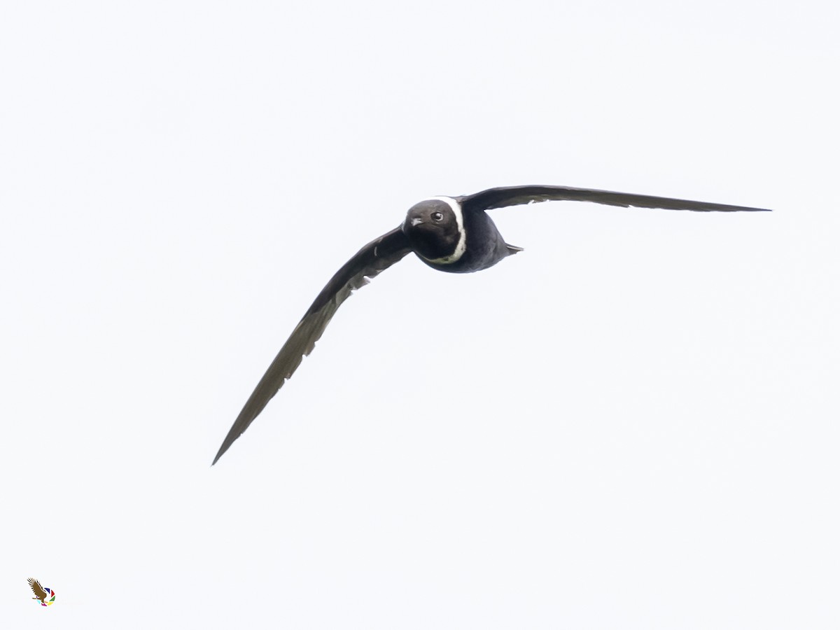 White-collared Swift - fernando Burgalin Sequeria