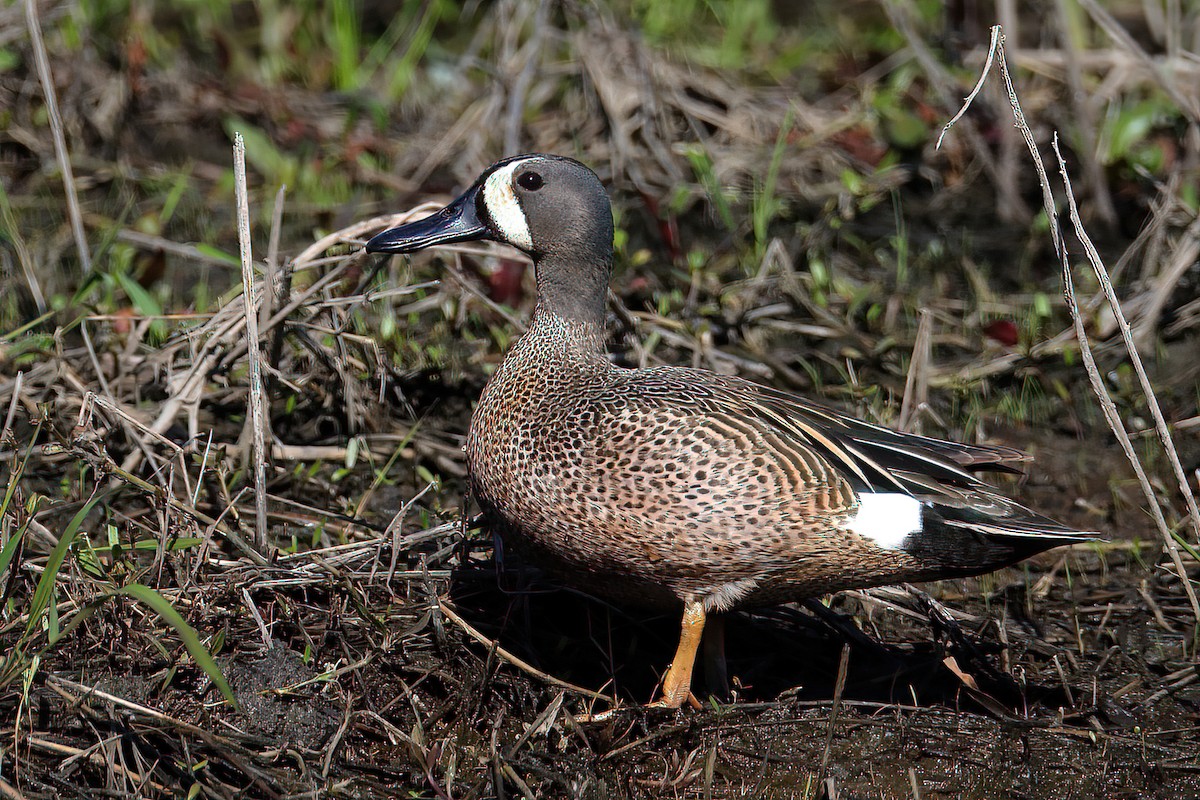 Blue-winged Teal - ML332617751