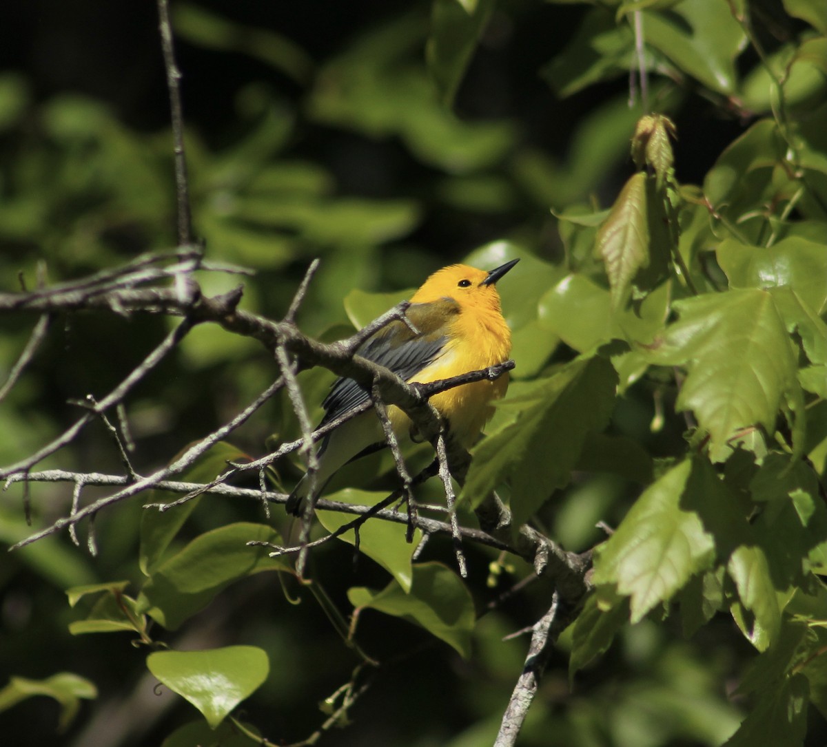 Prothonotary Warbler - ML332618141