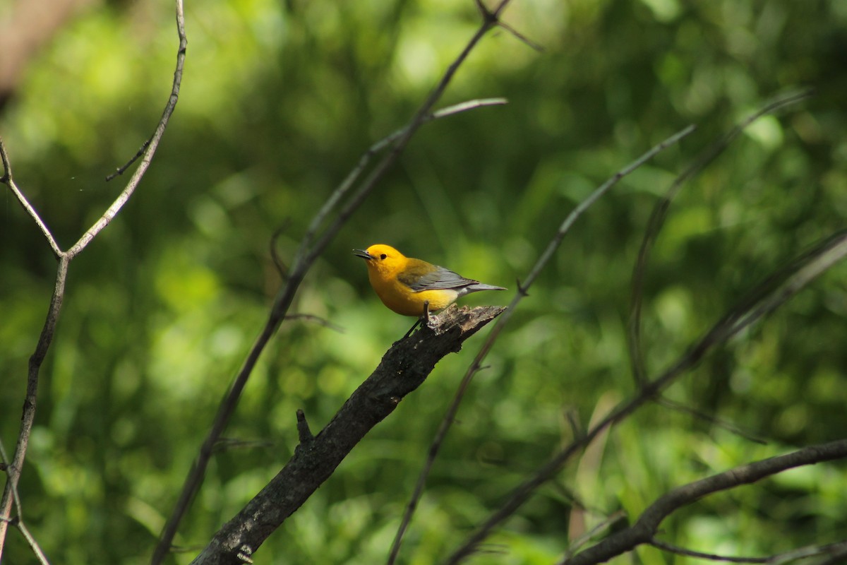 Prothonotary Warbler - ML332618371