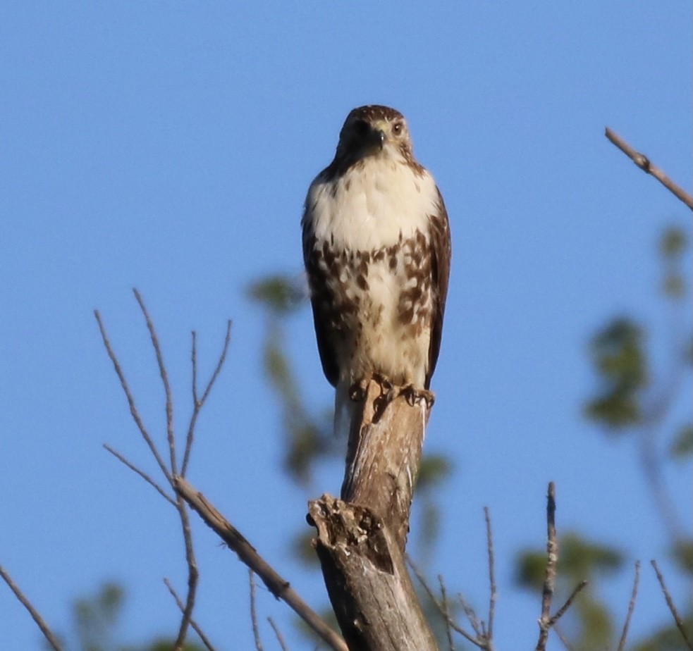 Red-tailed Hawk - ML332620331