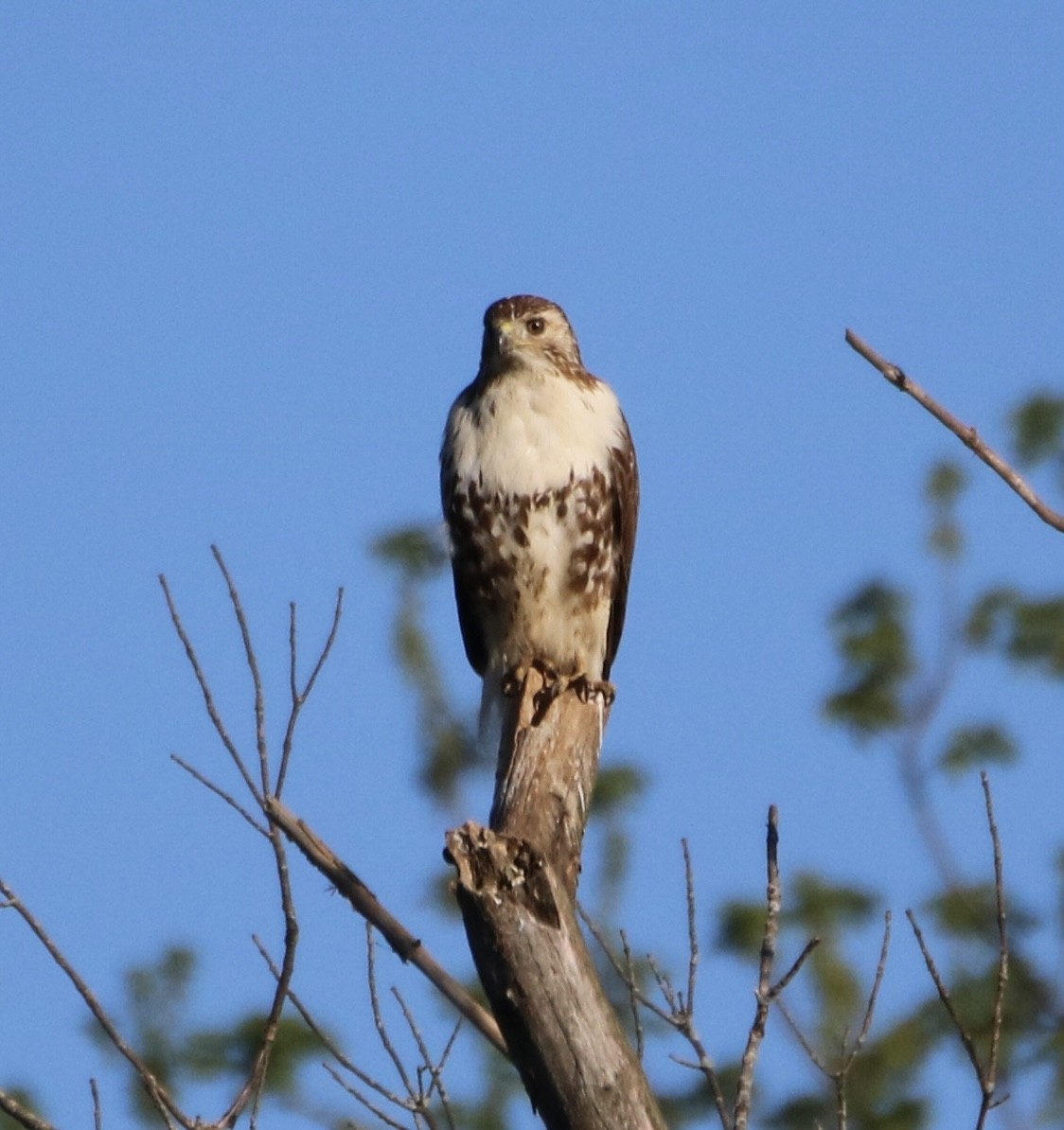 Red-tailed Hawk - ML332620371