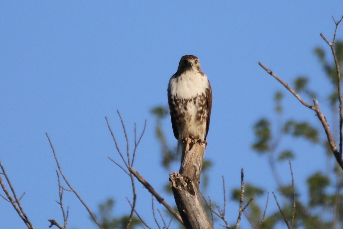 Red-tailed Hawk - ML332620381